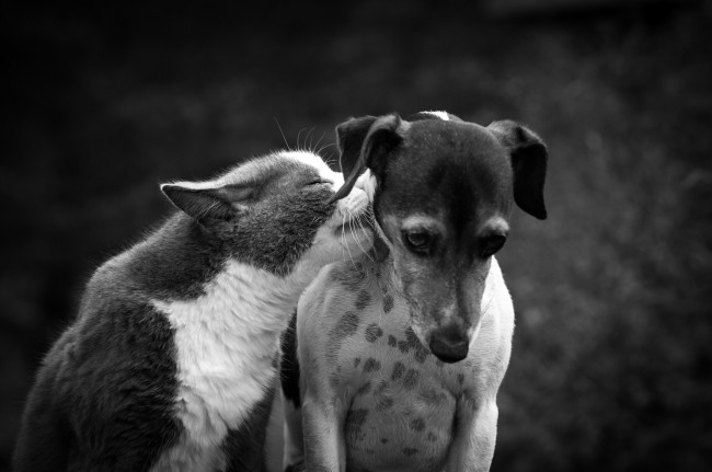 Обои картинки фото животные, разные вместе, чёрно-белая, монохром, собака, друзья, дружба, кошка, кот