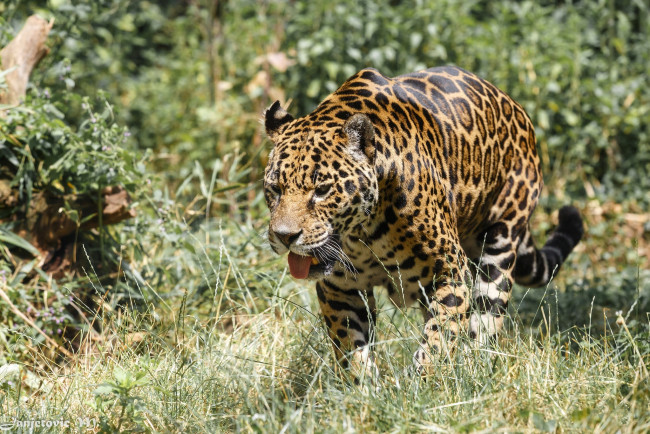 Обои картинки фото животные, Ягуары, прогулка, зоопарк, язык, кошка