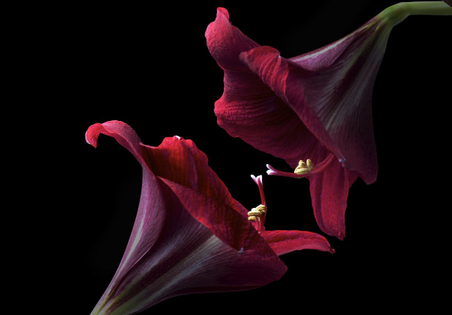 Обои картинки фото цветы, амариллисы,  гиппеаструмы, фон, черный