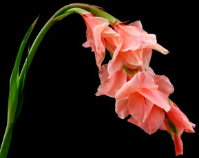 Картинка цветы гладиолусы стебель черный фон крупным планом цветок