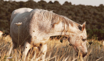 Картинка животные лошади крапчатая лошадь луг трава