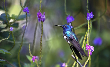 Картинка животные колибри птица цветы стебли