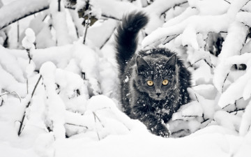 Картинка животные коты снег кошка зима