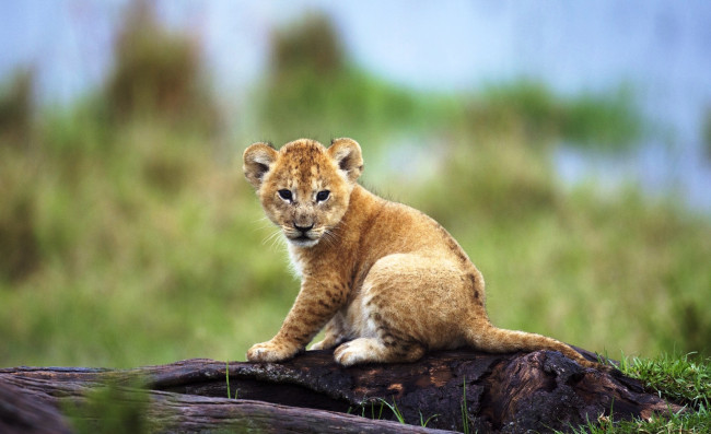 Обои картинки фото животные, львы, львенок, детеныш, бревно, трава