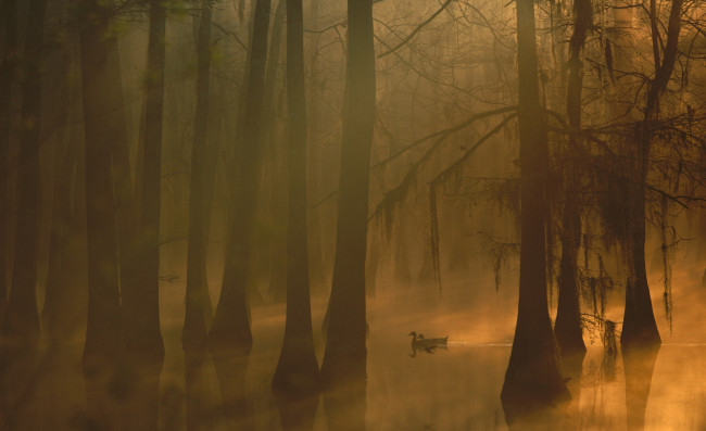 Обои картинки фото животные, утки, туман, деревья, рассвет