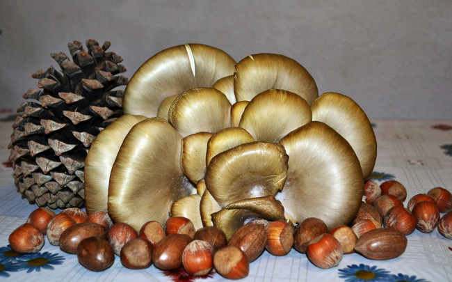 Обои картинки фото еда, натюрморт, грибы, орехи, шишка