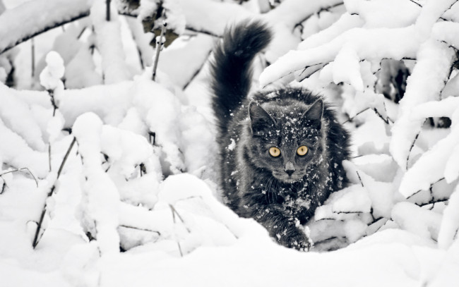 Обои картинки фото животные, коты, снег, кошка, зима