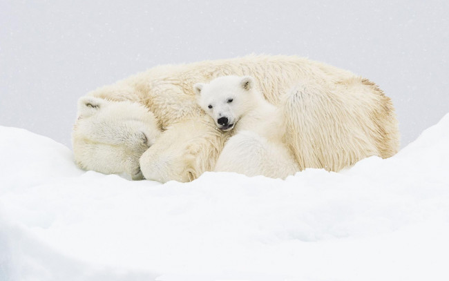 Обои картинки фото животные, медведи, белые, снег, медвежонок, медведица, полярные