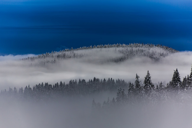 Обои картинки фото природа, зима, туман, небо, лес