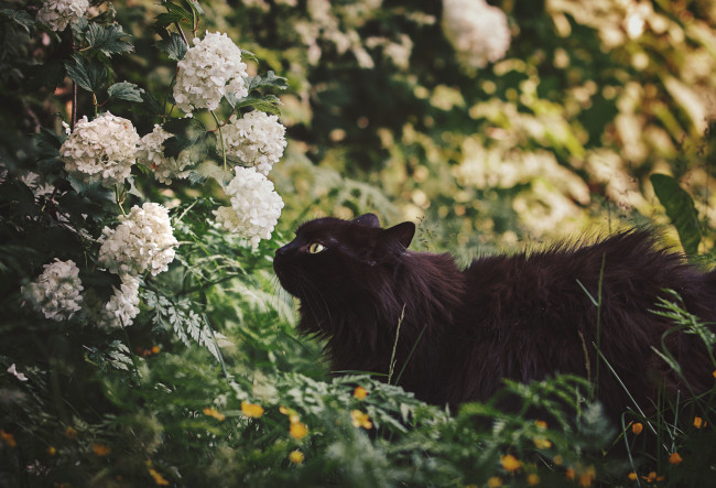 Обои картинки фото животные, коты, природа, цветы, черная, кошка