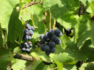 Картинка природа Ягоды +виноград виноград листья