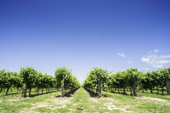 Картинка природа голубое небо кусты виноградник
