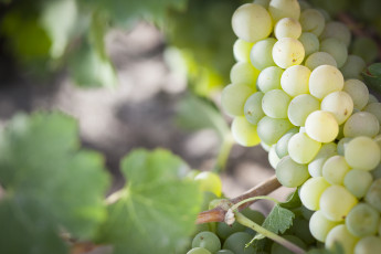 Картинка природа Ягоды +виноград листья кустарник гроздь виноград