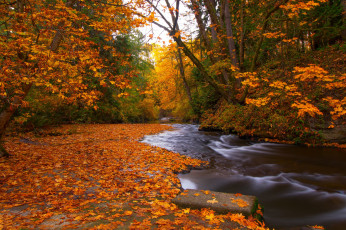Картинка природа реки озера лес осень