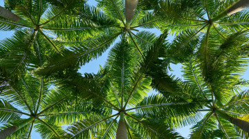 Картинка природа тропики листья пальмы