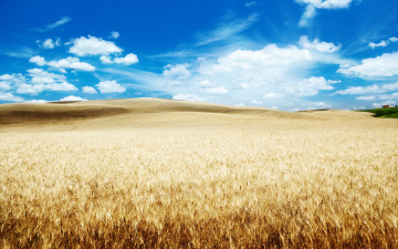 Картинка природа поля голубое небо пшеница облака поле