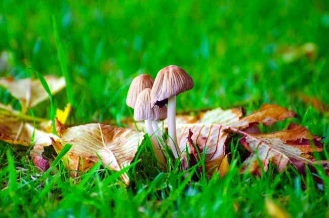 Обои картинки фото природа, грибы, трио, осень, листья, трава