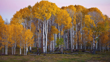 Картинка природа лес деревья осень