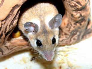 Картинка borisova мышка норушка животные крысы мыши