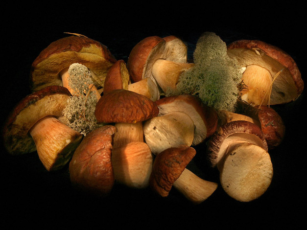 Обои картинки фото borisova, боровички, еда, грибы, грибные, блюда