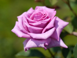 Картинка цветы розы роза бутон макро лелестки