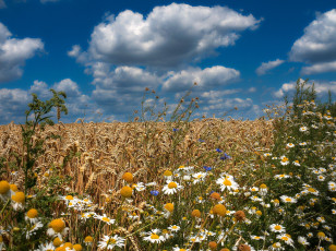 Картинка цветы луговые+ полевые +цветы ромашки поле пшеница васильки лето