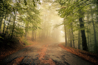 Картинка природа дороги туман лес дорога