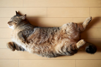 Картинка животные коты лежа на полу сон спит