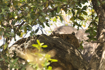 Картинка животные леопарды леопард отдых листва