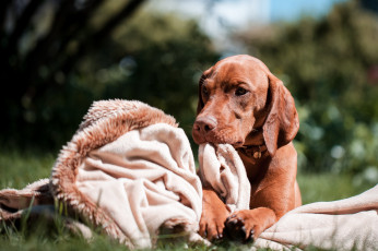 Картинка животные собаки венгерская выжла взгляд собака плед трава