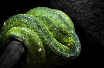 Картинка животные змеи +питоны +кобры зеленый древесный питон темный фон
