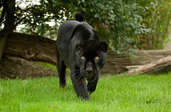Картинка ©+ania+jones животные пантеры трава черный ягуар