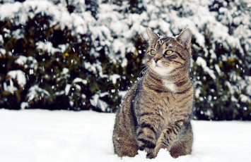 Картинка животные коты снег кот