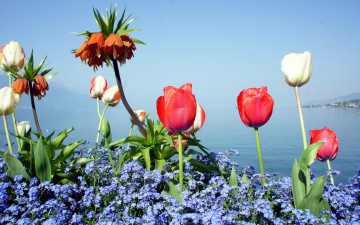 Картинка цветы разные+вместе незабудки рябчик тюльпаны