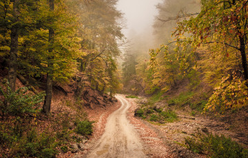 Картинка природа дороги туман дорога лес