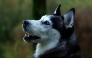 Картинка животные собаки сибирский хаски профиль