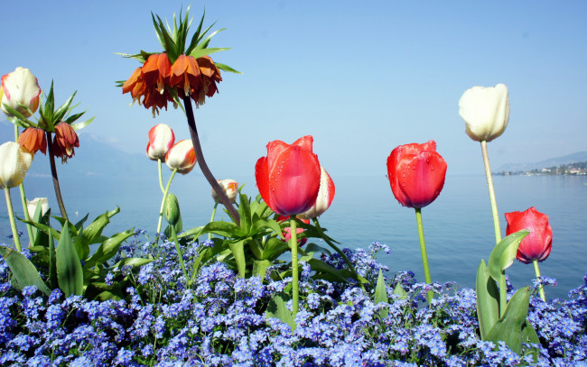 Обои картинки фото цветы, разные вместе, незабудки, рябчик, тюльпаны