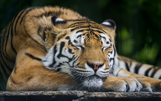Обои картинки фото животные, тигры, сон
