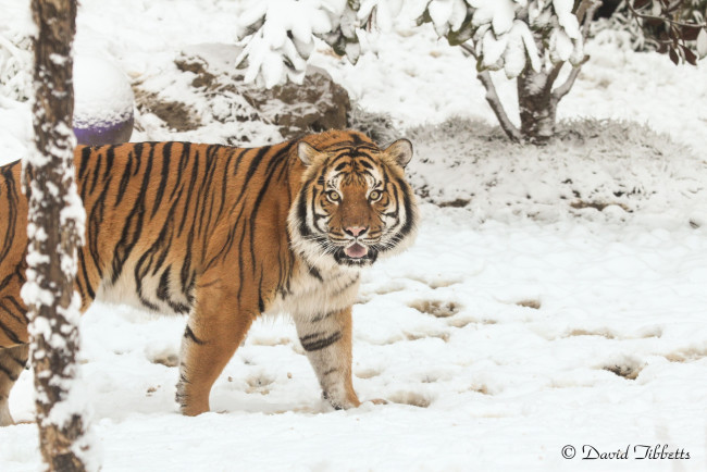 Обои картинки фото животные, тигры, тигр, зима, снег