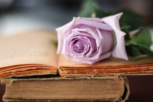 Обои картинки фото цветы, розы, книги, бутон
