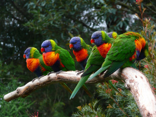 Картинка животные попугаи попугайчики