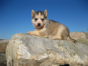 Картинка животные собаки камень хаски лайка щенок
