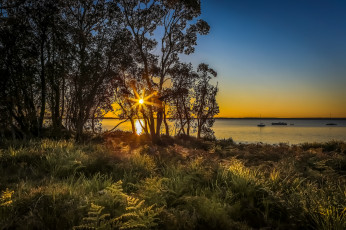 Картинка природа восходы закаты солнце деревья вечер озеро