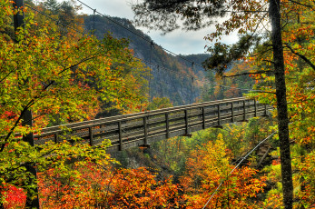 Картинка природа горы мост ущелье лес