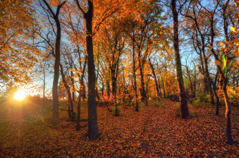 Картинка природа восходы закаты сияние лес осень