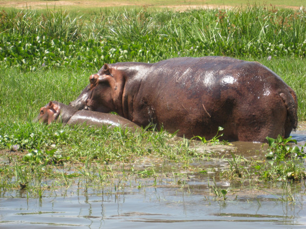 Обои картинки фото бегемотиха с малышом, животные, бегемоты, бегемот, болото, вода