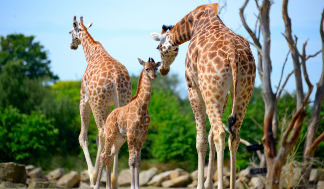 Обои картинки фото животные, жирафы, семейство