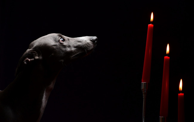 Обои картинки фото животные, собаки, свечи, взгляд, собака