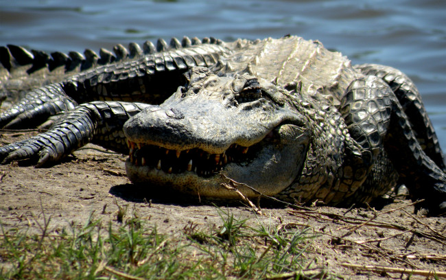 Обои картинки фото животные, крокодилы, crokodil