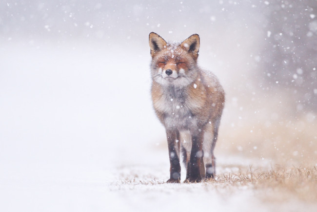 Обои картинки фото животные, лисы, снег, жмурится, лиса
